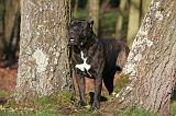 CANE CORSO 1360